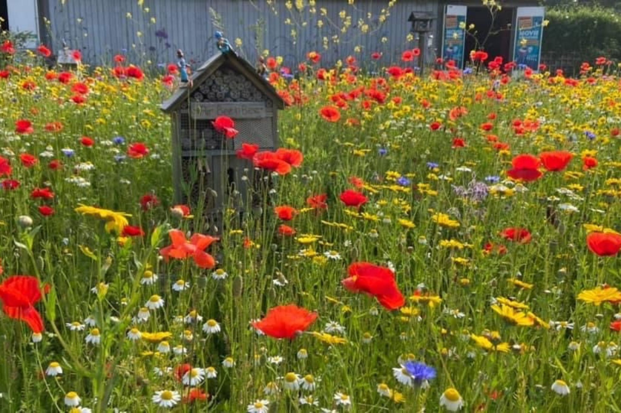 Wildflower Garden